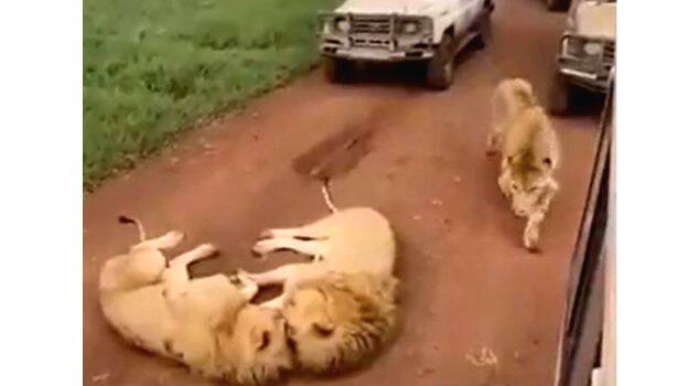 lions-in-front-of-vehicle