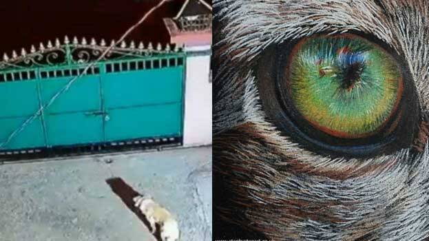 animal-attack animal-attack