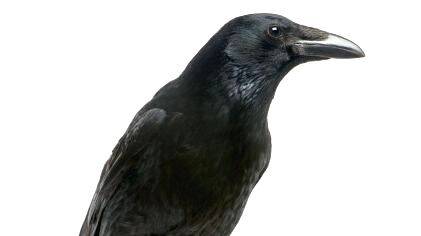 famous-crow