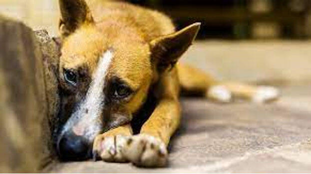 dog-attack dog-attack