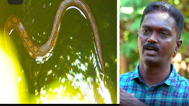 snake-master snake-master