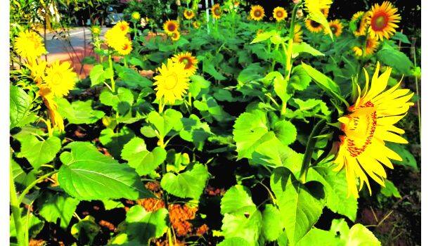 malappuram malappuram