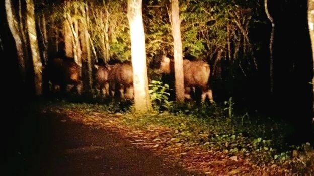 kattupothu kattupothu