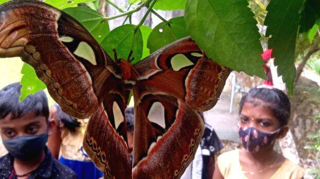 15-snake-butterfly 15-snake-butterfly