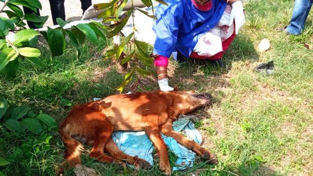 19-street-dog 19-street-dog