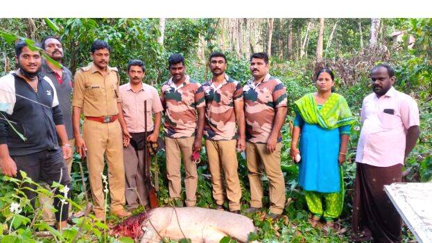 24-kattupanni 24-kattupanni