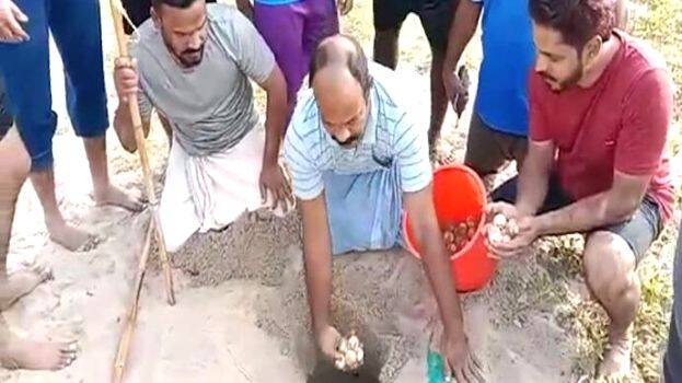 turtles-came-to-lay-eggs turtles-came-to-lay-eggs