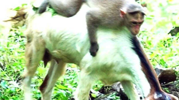 monkey