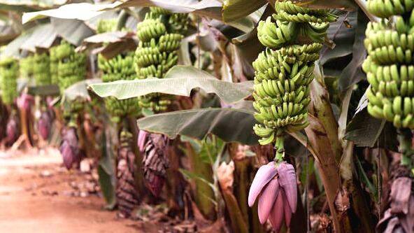 banana-farming