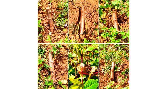 vhssmarady vhssmarady