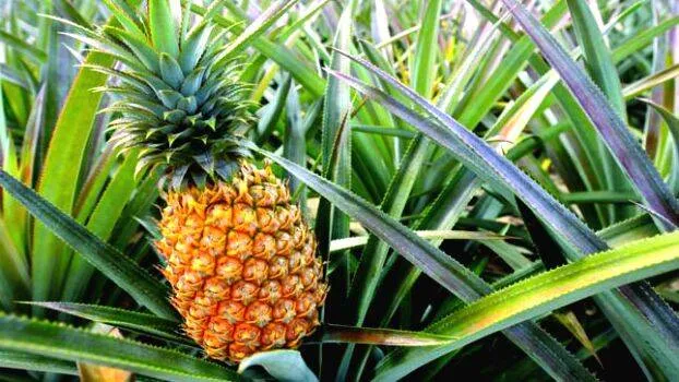 pineapple