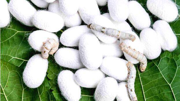 sericulture-apex-society sericulture-apex-society