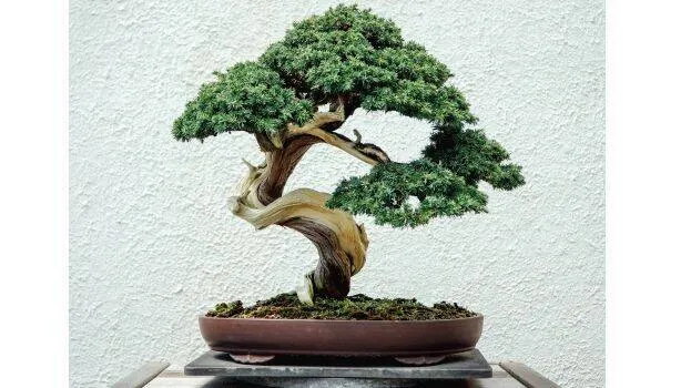 bonsai