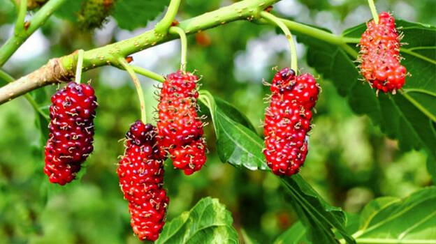 mulberry mulberry