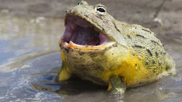 bullfrog bullfrog