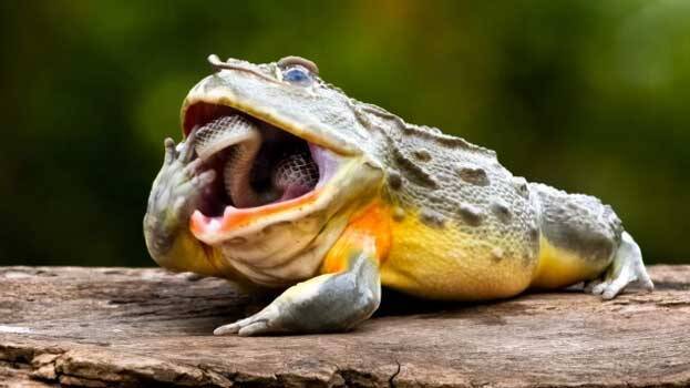 bullfrog bullfrog
