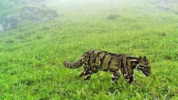 clouded-leopard