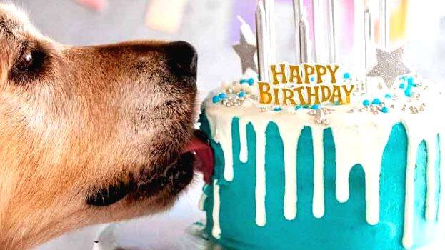 dog-birthday dog-birthday