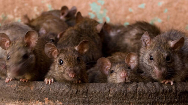 karnimatha karnimatha