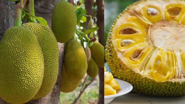 jackfruit jackfruit