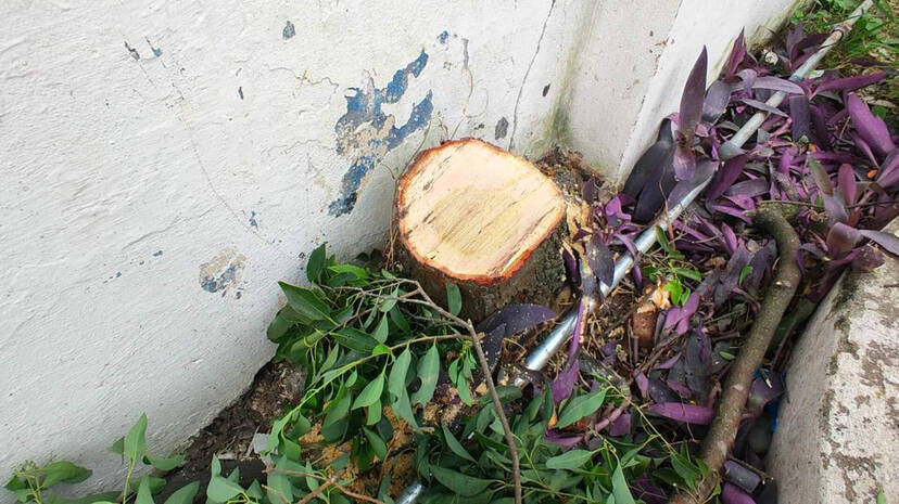 sandal-smuggling sandal-smuggling