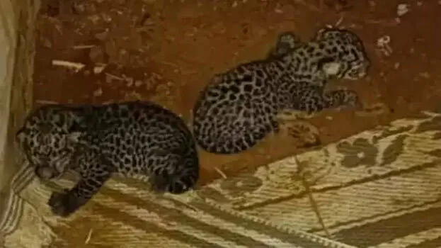 leopard