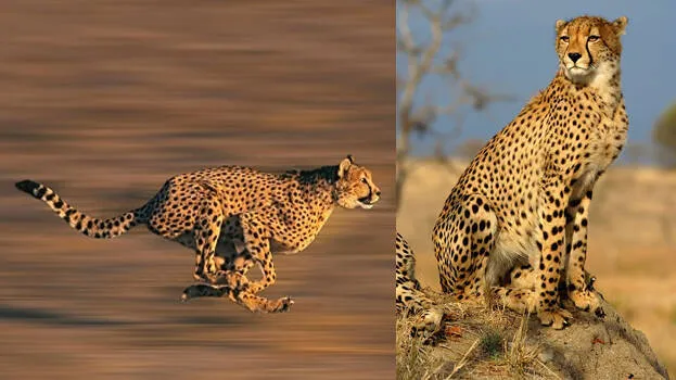 cheeta