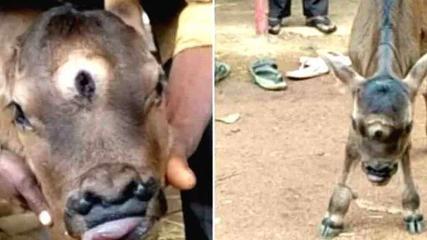 cow