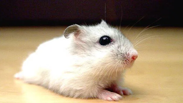 hamster