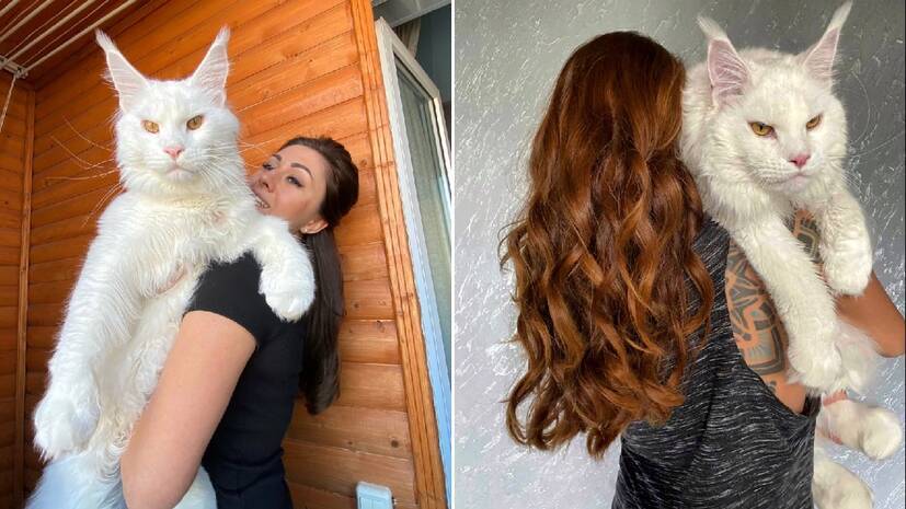 maine-coon maine-coon