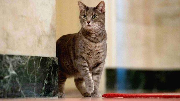 willow-cat willow-cat