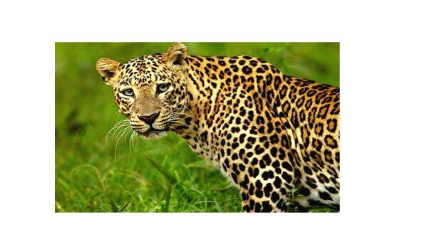 leopard leopard