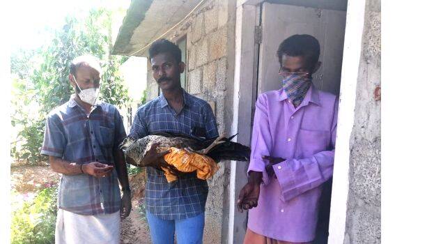 31-peacock- 31-peacock-