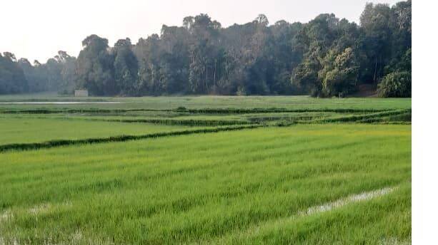 01-elamthatt-puncha 01-elamthatt-puncha