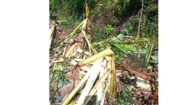 vaza-nasipichanilayil vaza-nasipichanilayil