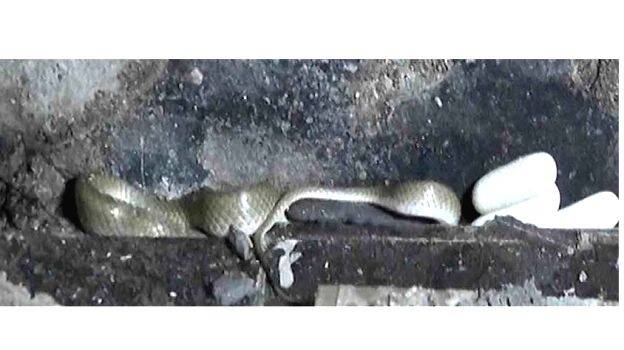 snake-was-found-hidden snake-was-found-hidden