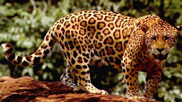 jaguar jaguar