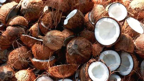 coconut