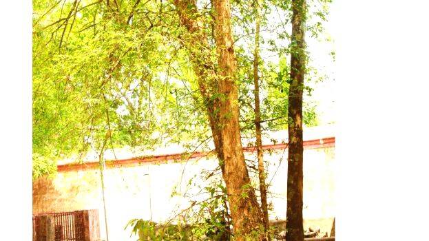 mahavilwam mahavilwam