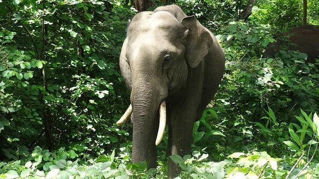 wild-elephant wild-elephant