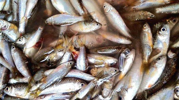 puzha-meen- puzha-meen-