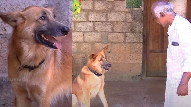 dog-chottu dog-chottu