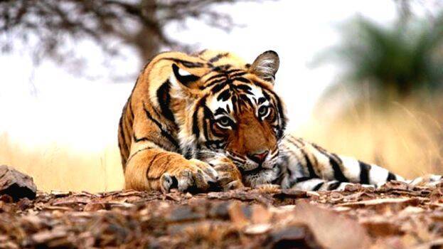 tiger-reserve tiger-reserve