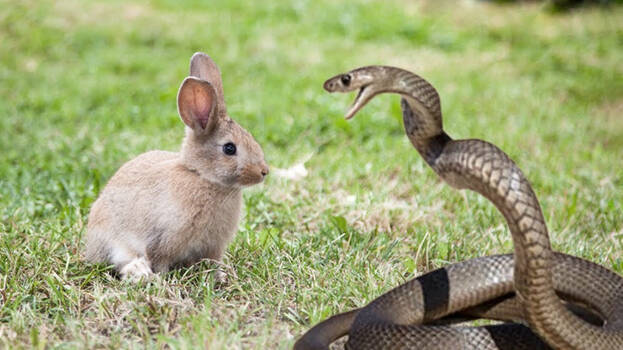 rabit-snake-fight- rabit-snake-fight-