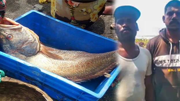 goal-fish- goal-fish-