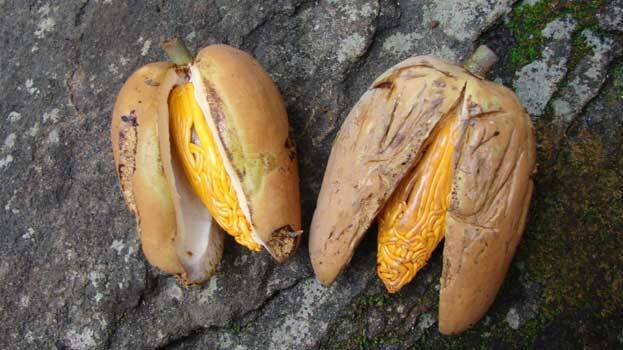 ponnampoov ponnampoov