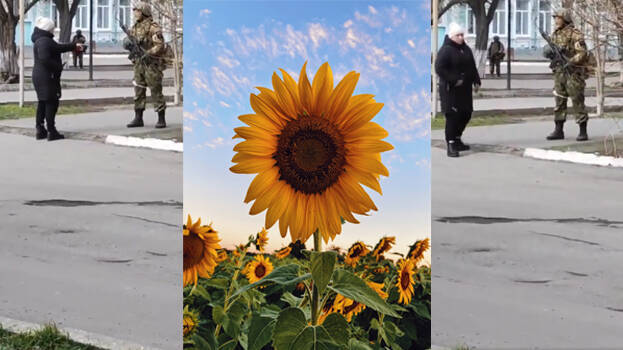 sunflower-seed sunflower-seed