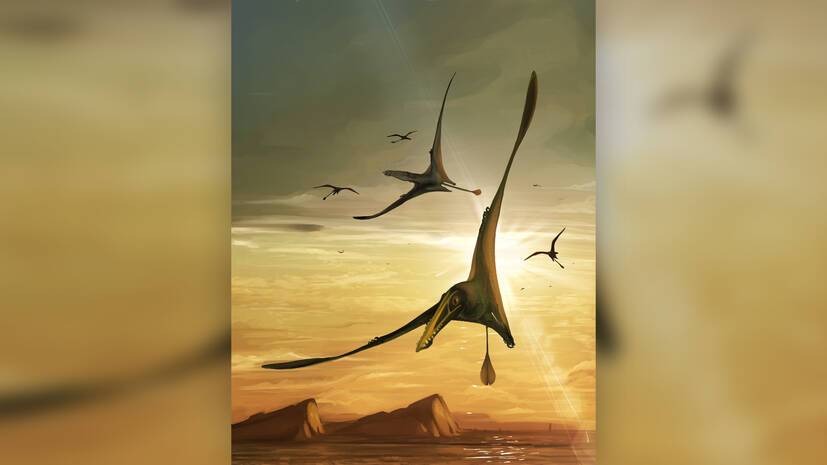 pterosaur pterosaur
