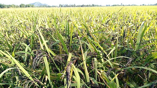 black-rice black-rice