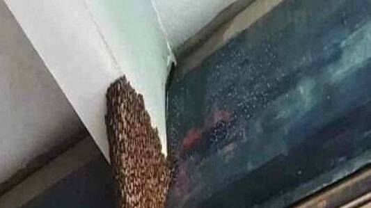 giant-wasp-nest giant-wasp-nest